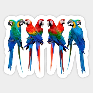 Beautiful Macaws. The Scarlet Macaw, Greenwing Macaw and The Blue and Gold Macaw lovely design for parrot lovers. Sticker